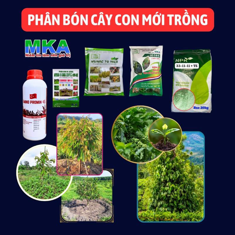 Cay hoa lay on xanh tot dang phat trien manh me, chuan bi cho giai doan ra hoa nhanh.